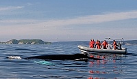 Photo of Humpback Breaching near Zodiac